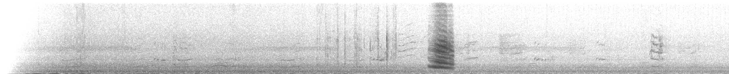 Flötenkrähenstar [tibicen-Gruppe] - ML58430151