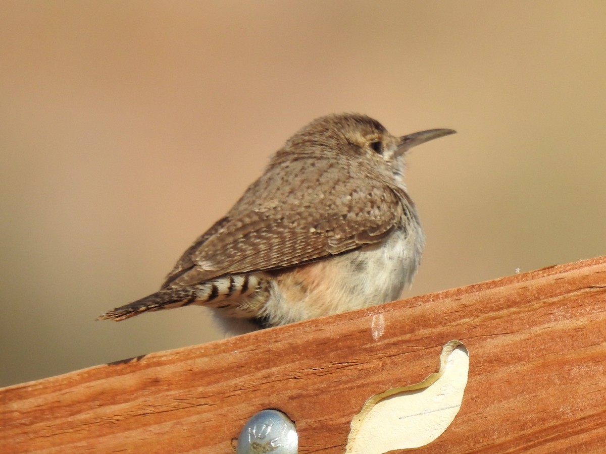 Rock Wren - ML584302211