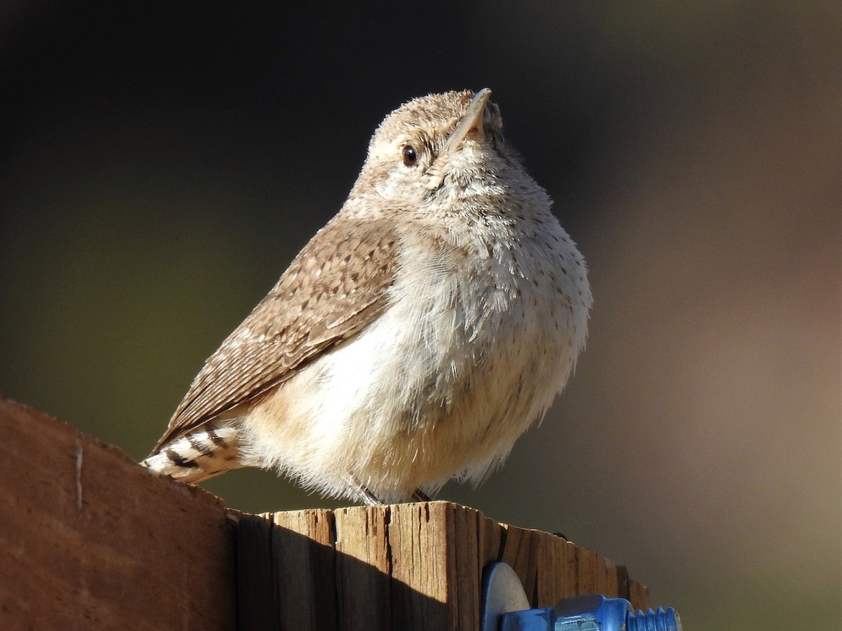 Rock Wren - ML584302231