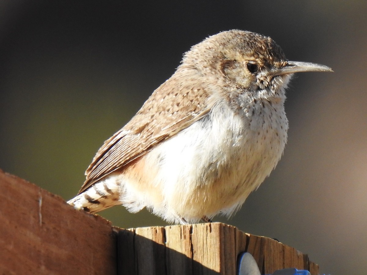 Rock Wren - ML584302261