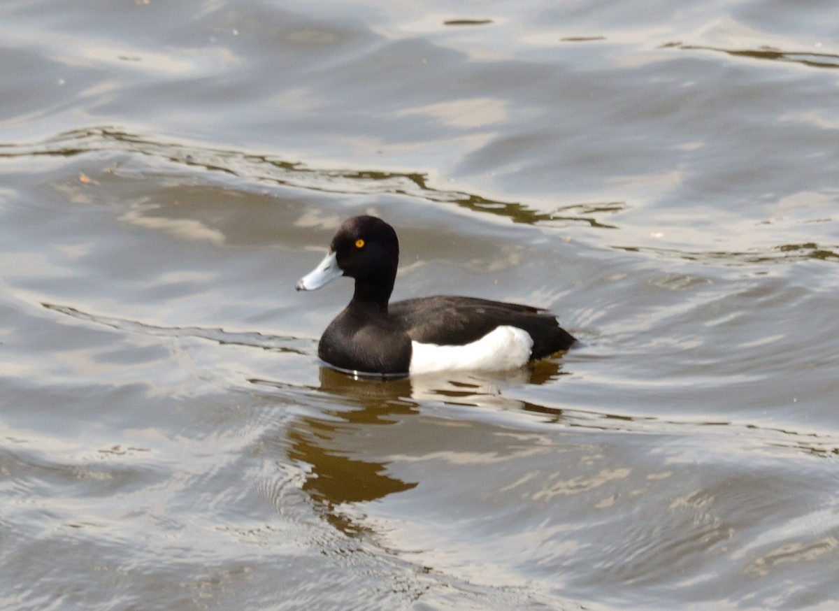 Tufted Duck - ML584302291