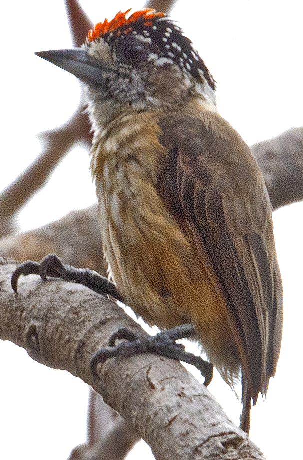 Ochraceous Piculet - johnny powell