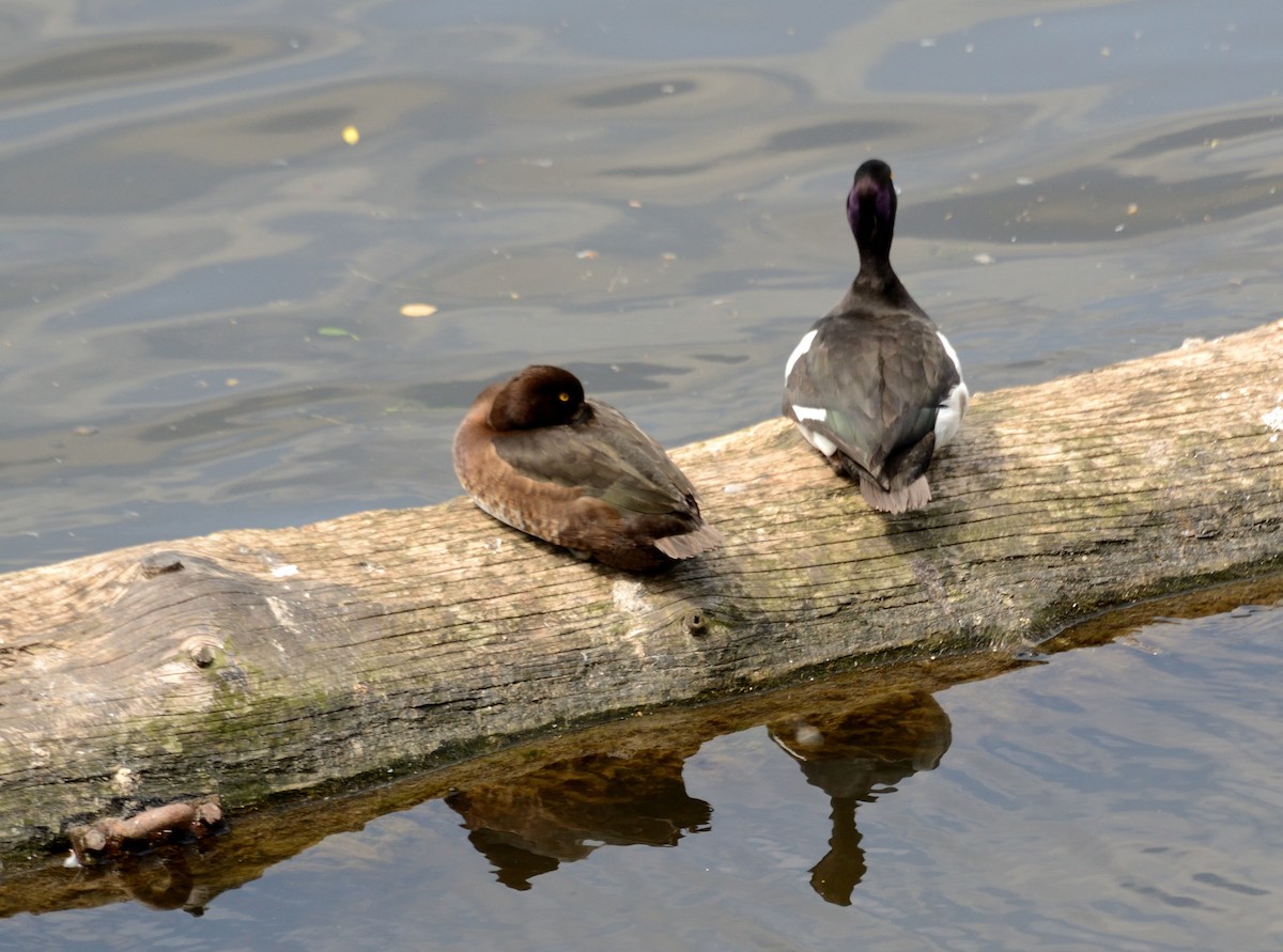 Tufted Duck - ML584302641