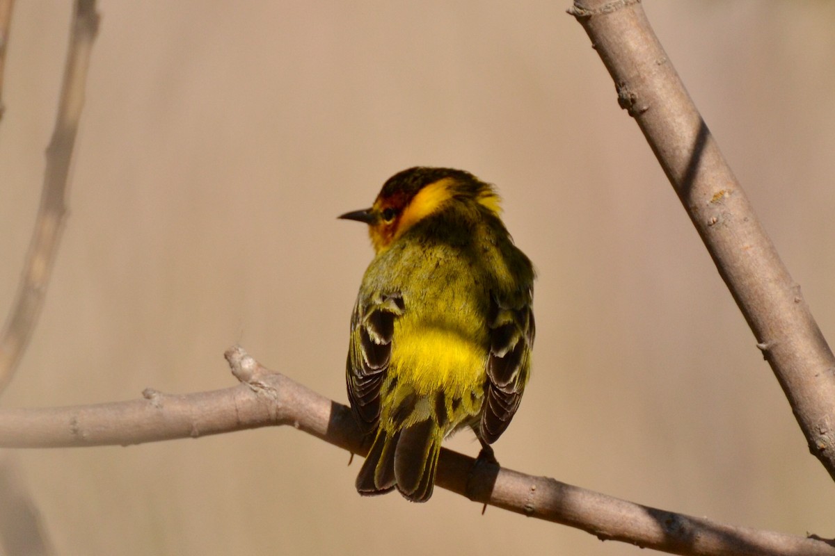 Cape May Warbler - ML58430361