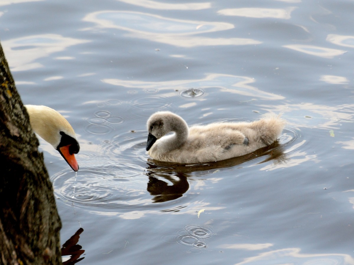 Cygne tuberculé - ML584303851