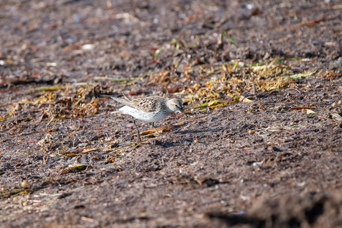 White-rumped Sandpiper - ML584304901