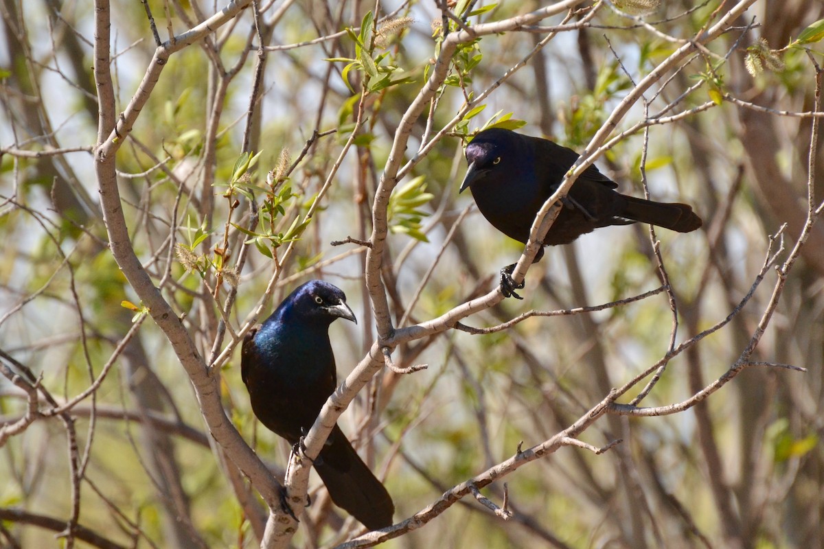 Common Grackle - Epi Shemming