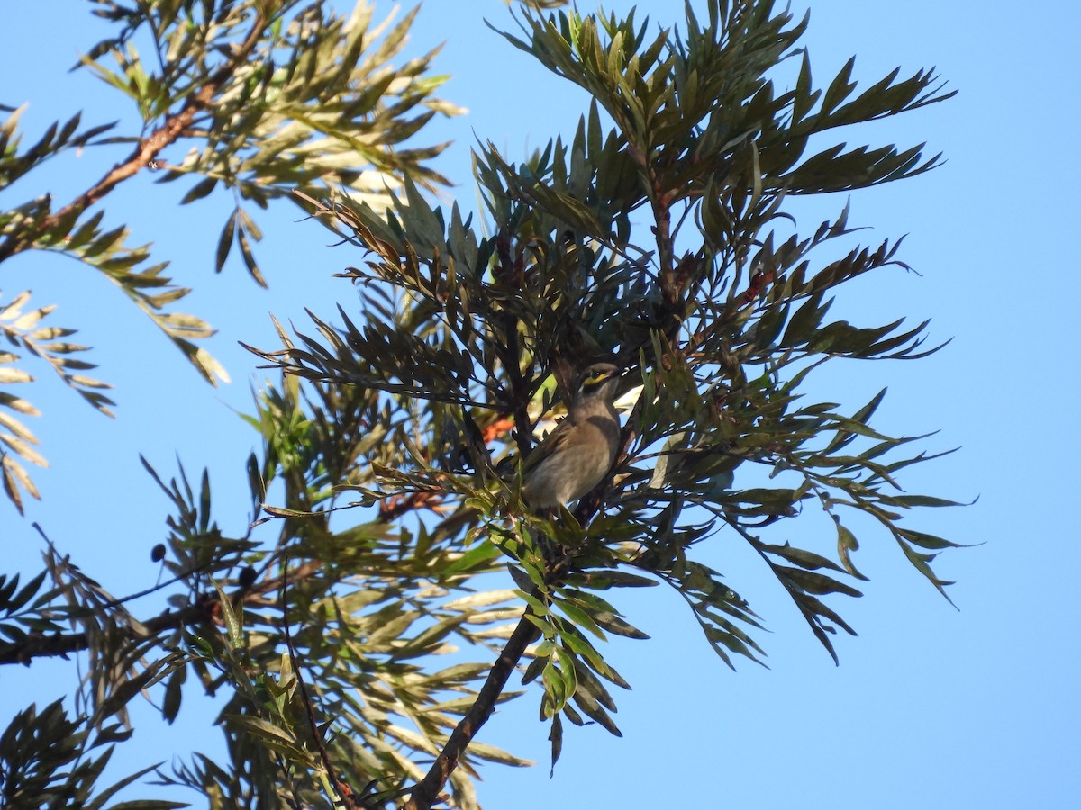 Yellow-faced Honeyeater - ML584307681