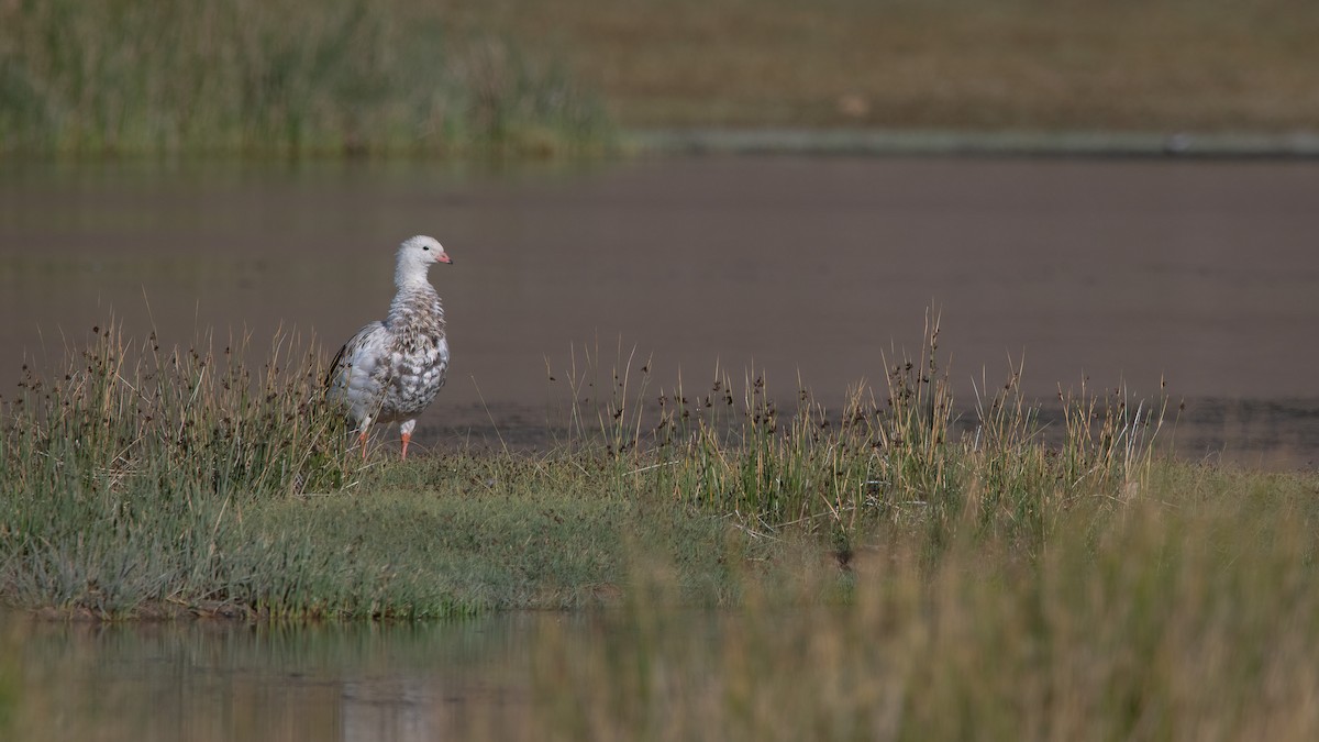 Andean Goose - ML584309031