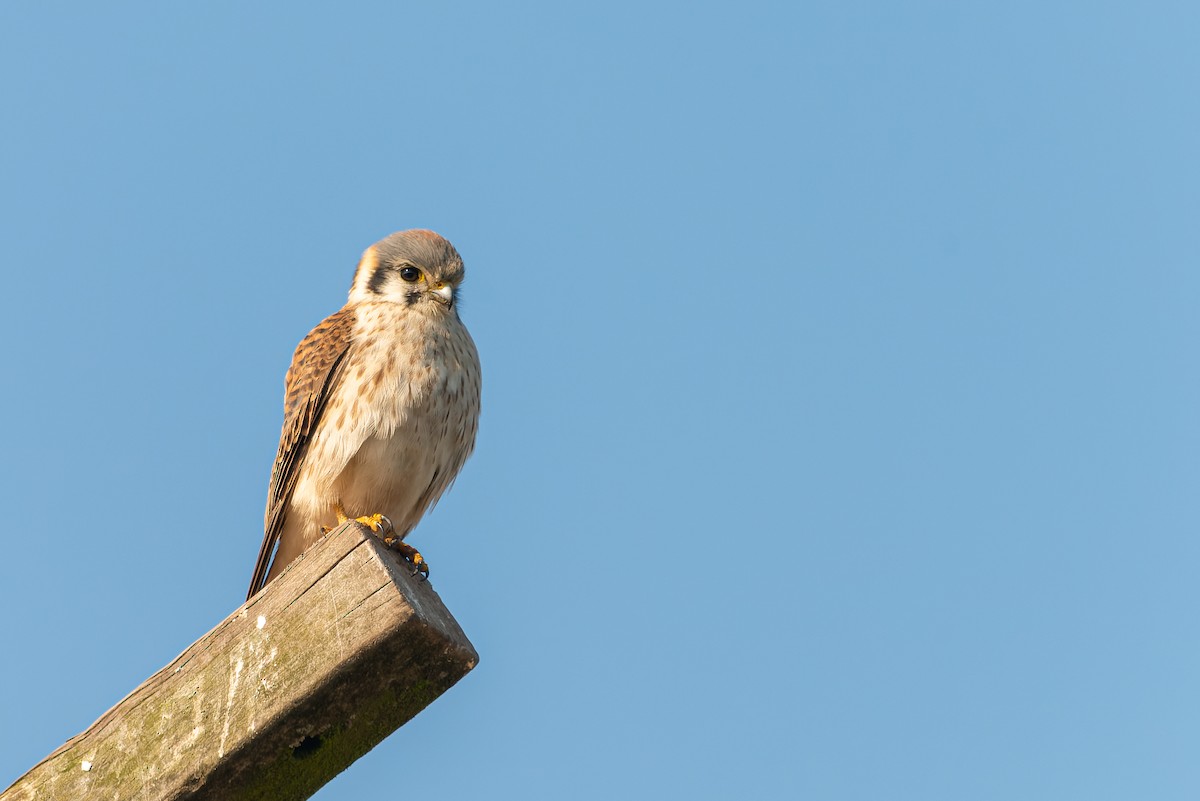 American Kestrel (South American) - ML584309551