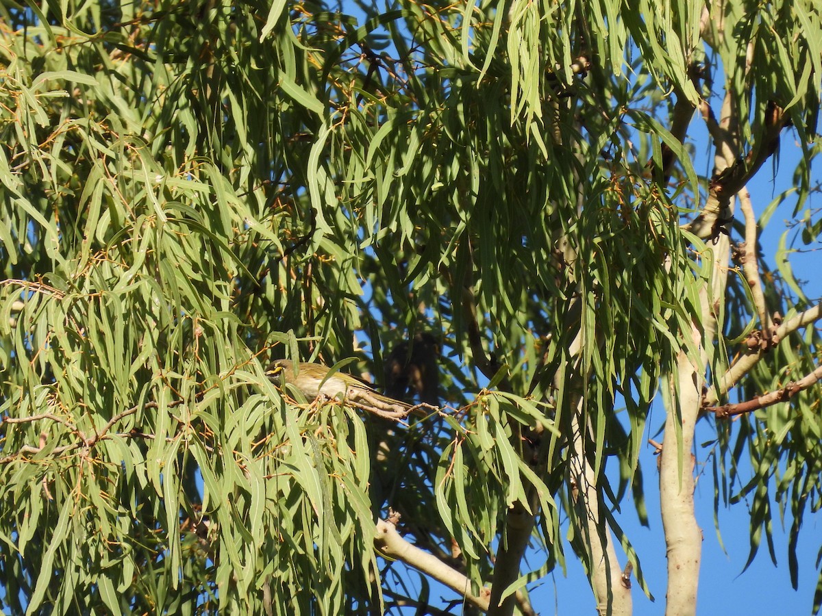 Yellow-faced Honeyeater - ML584309951