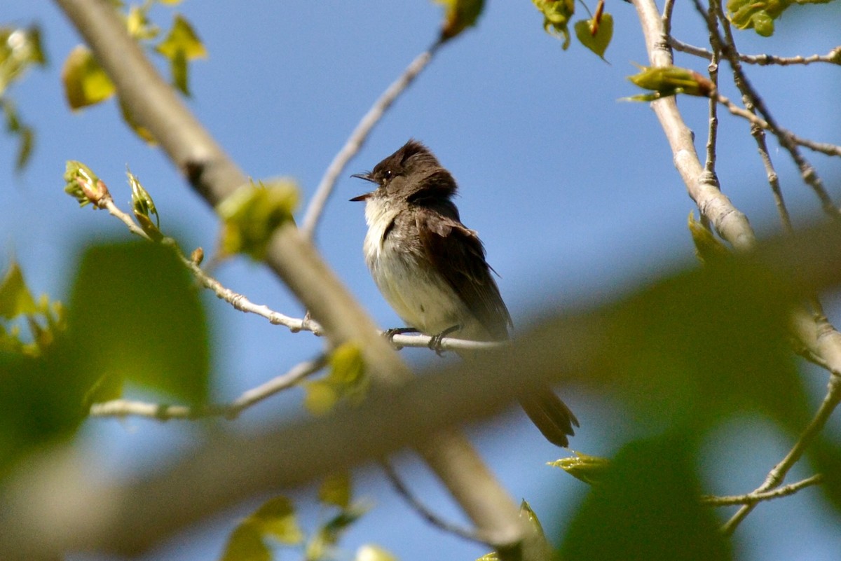 Eastern Phoebe - ML58431001