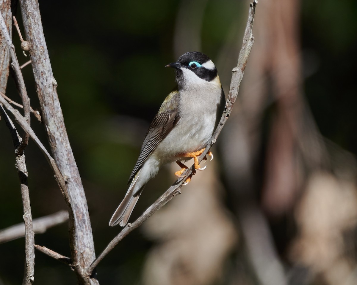 Black-chinned Honeyeater (Black-chinned) - ML584310061