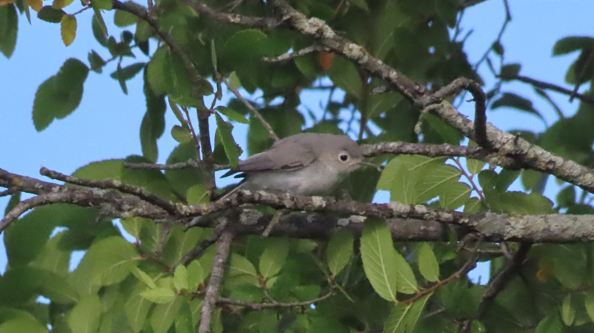 Blue-gray Gnatcatcher - ML584310421