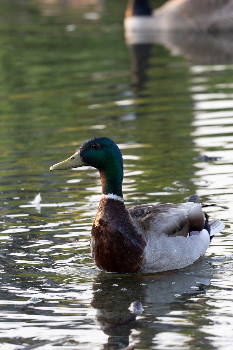 Mallard - ML584311001