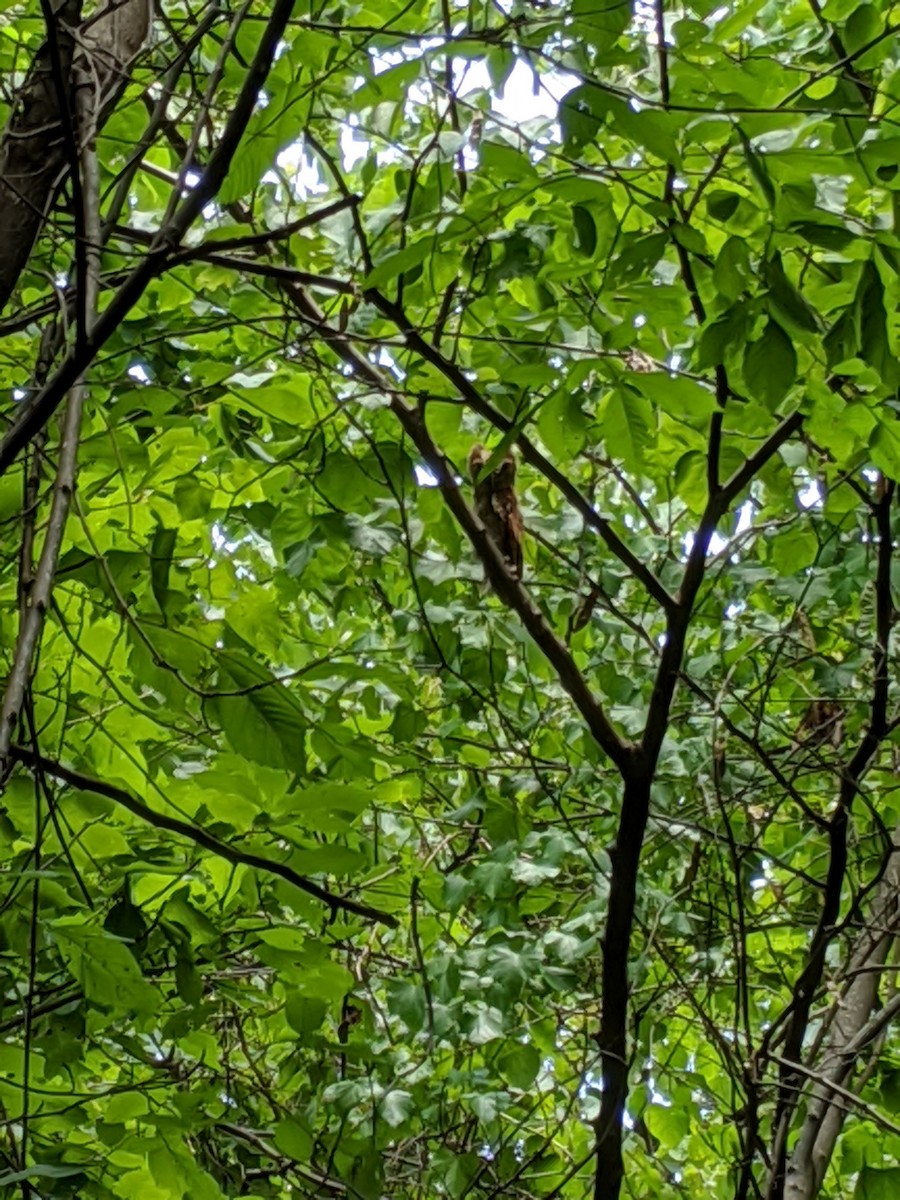 Eastern Screech-Owl - ML584311041