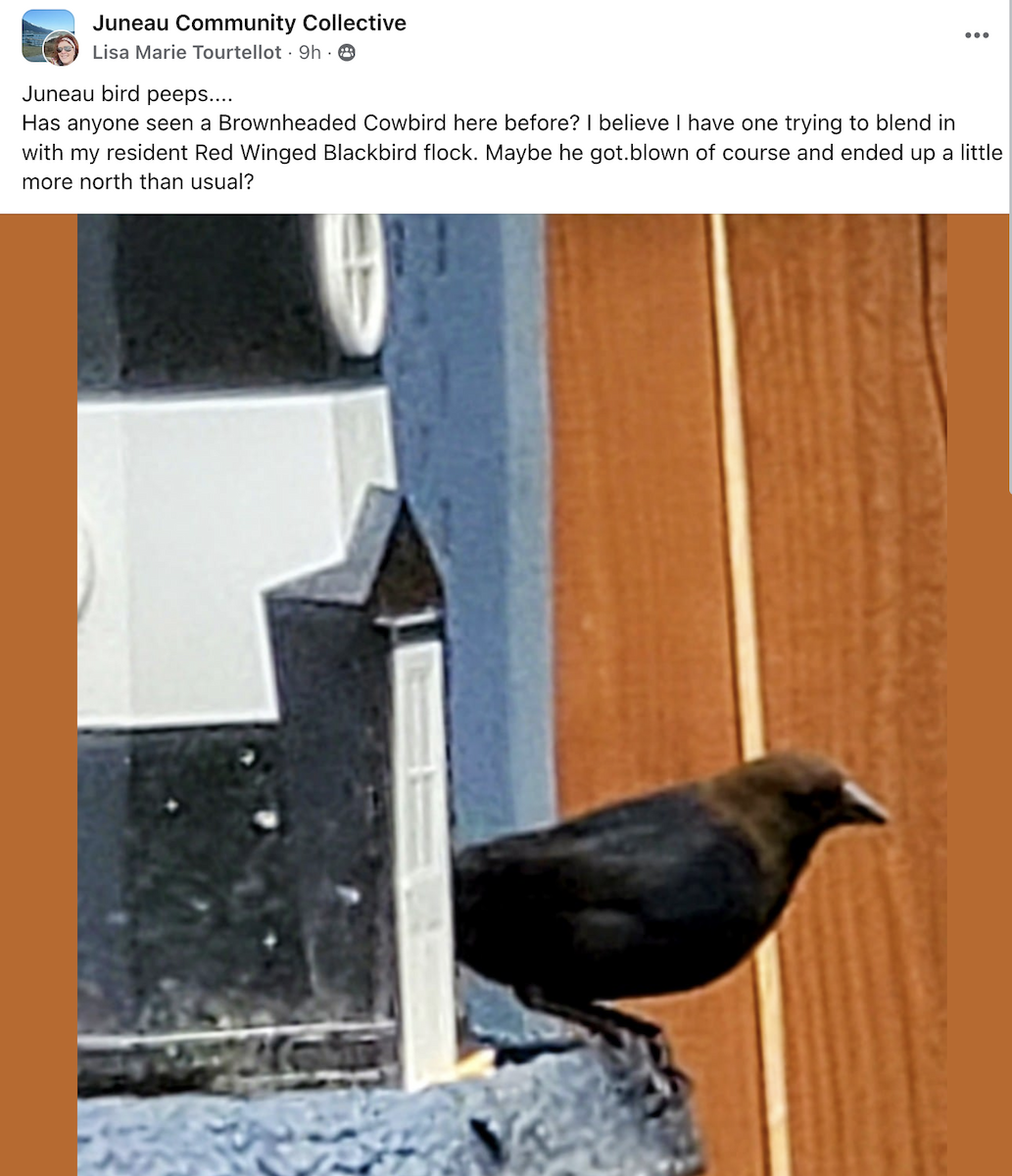 Brown-headed Cowbird - Alaska Historical Records