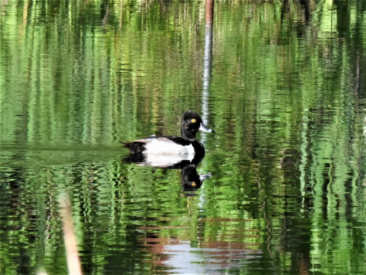 Ring-necked Duck - ML584314411