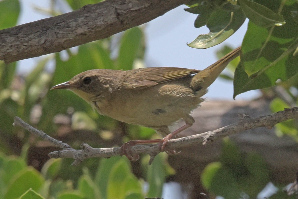 Common Yellowthroat - ML584316311