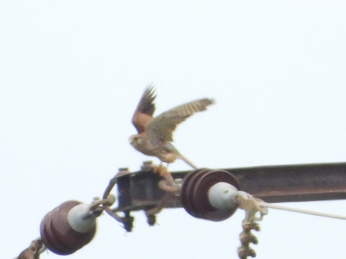 Eurasian Kestrel - ML584316541