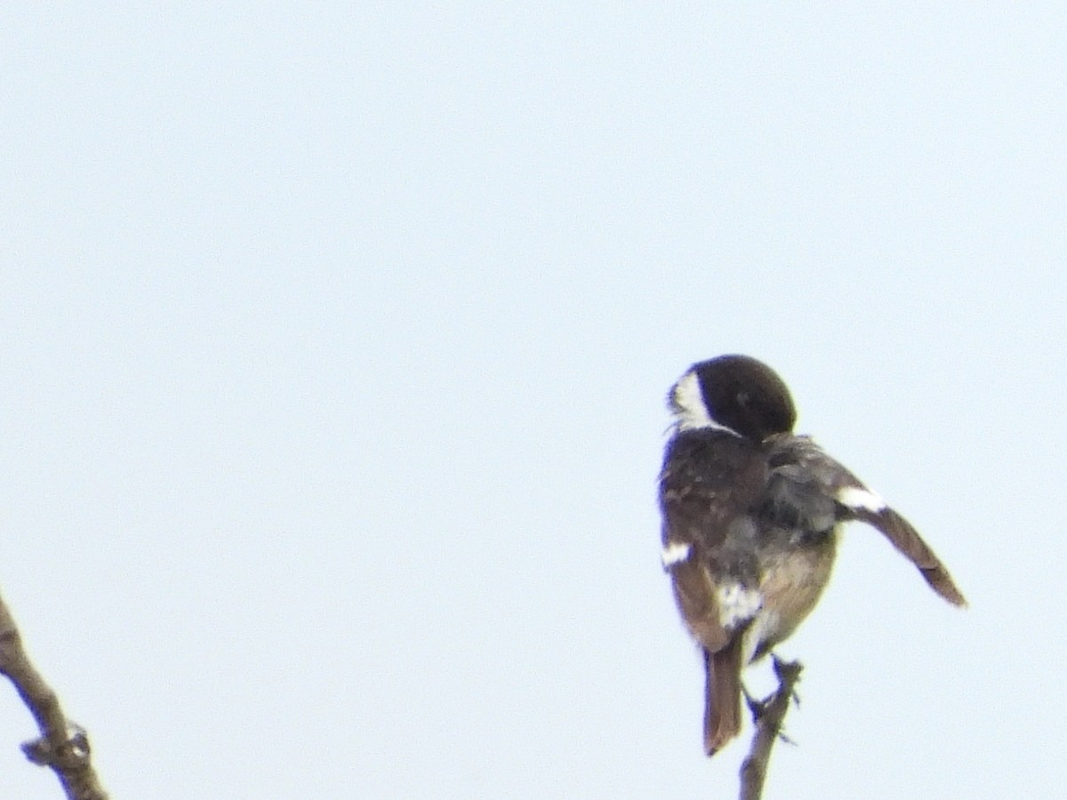 European Stonechat - ML584316581