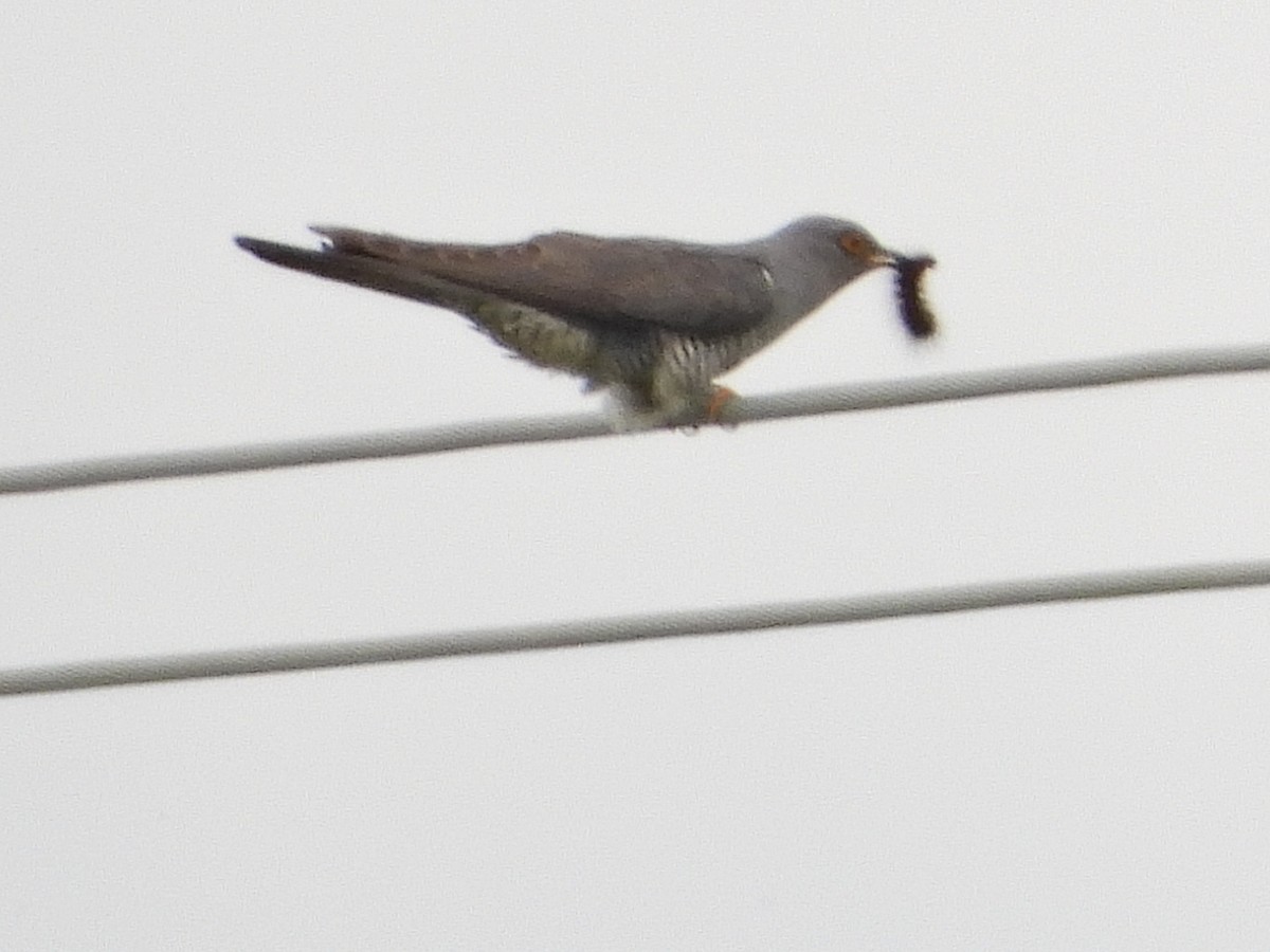 Common Cuckoo - ML584316751