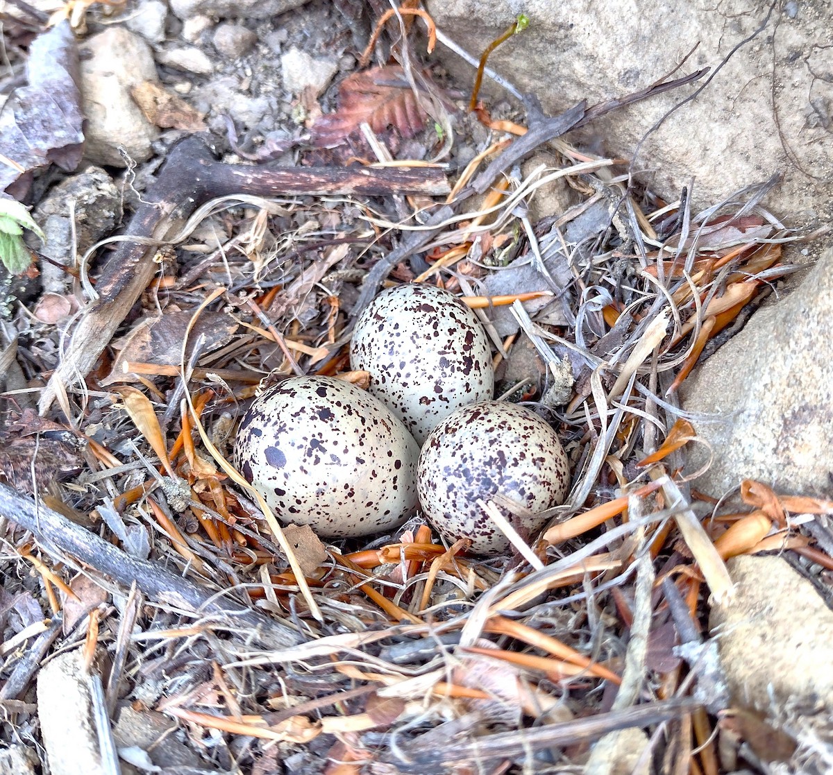 Spotted Sandpiper - ML584316831