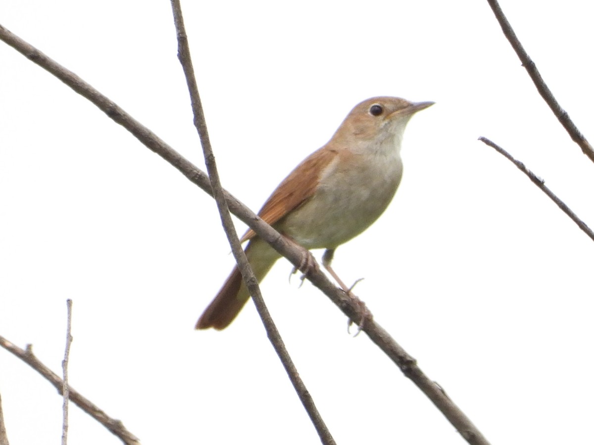Common Nightingale - ML584316851