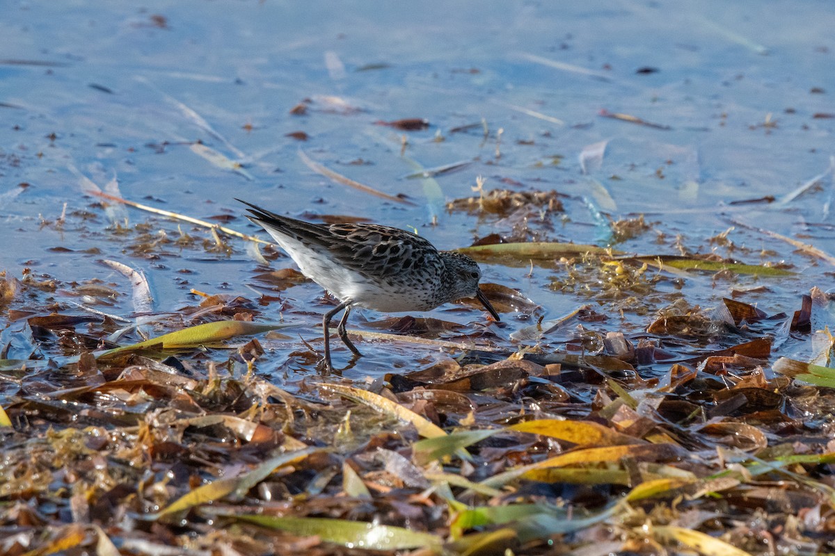 White-rumped Sandpiper - ML584317731