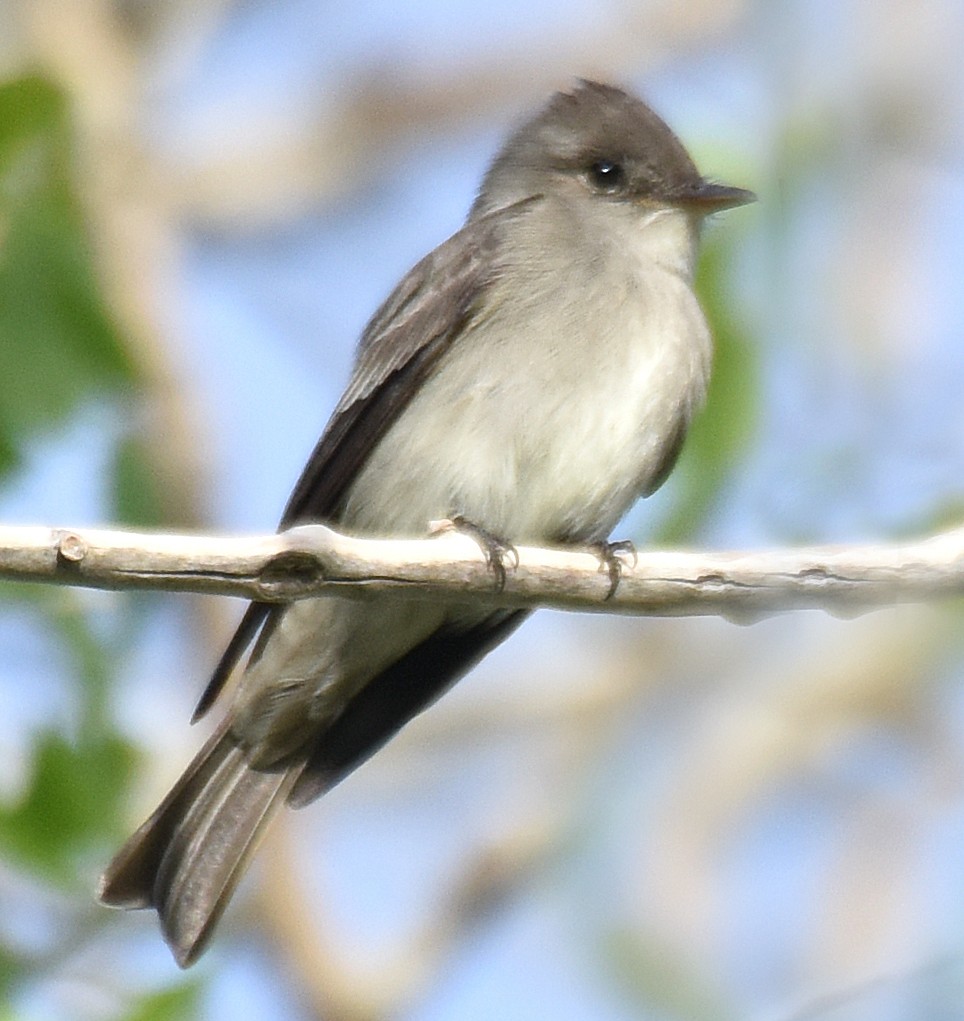 Western Wood-Pewee - Steven Mlodinow