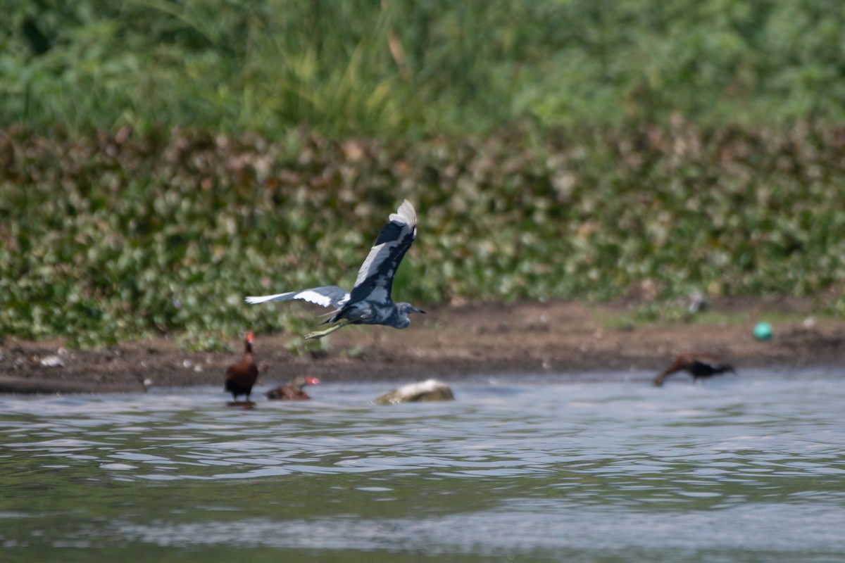 Little Blue Heron - Court Harding