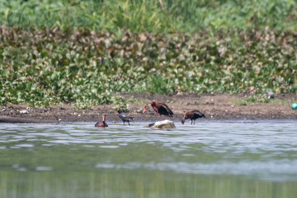 Black-bellied Whistling-Duck - ML584318731