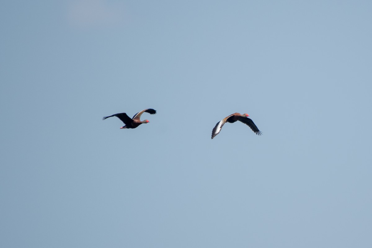 Black-bellied Whistling-Duck - ML584318911