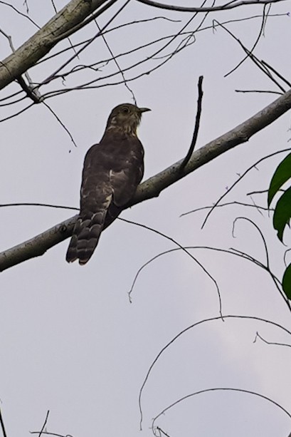 Common Hawk-Cuckoo - ML584320301