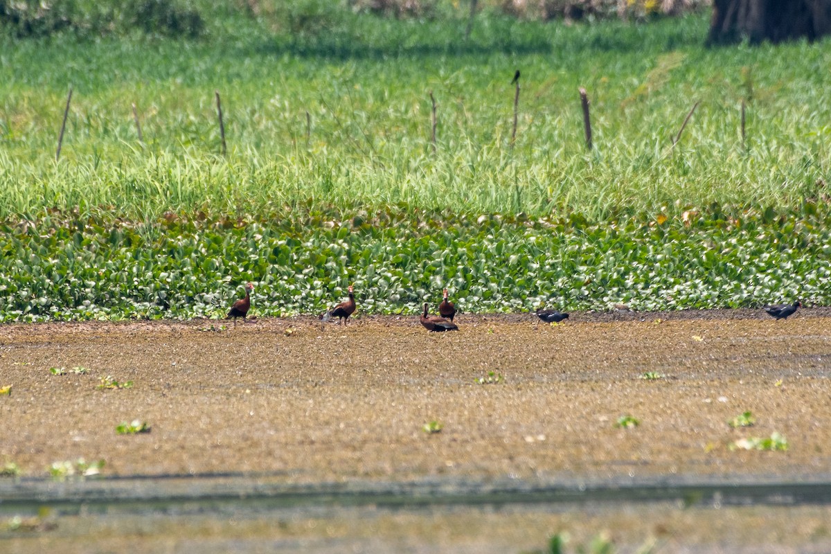 Black-bellied Whistling-Duck - ML584320411