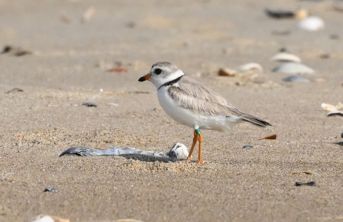 Piping Plover - ML584320841
