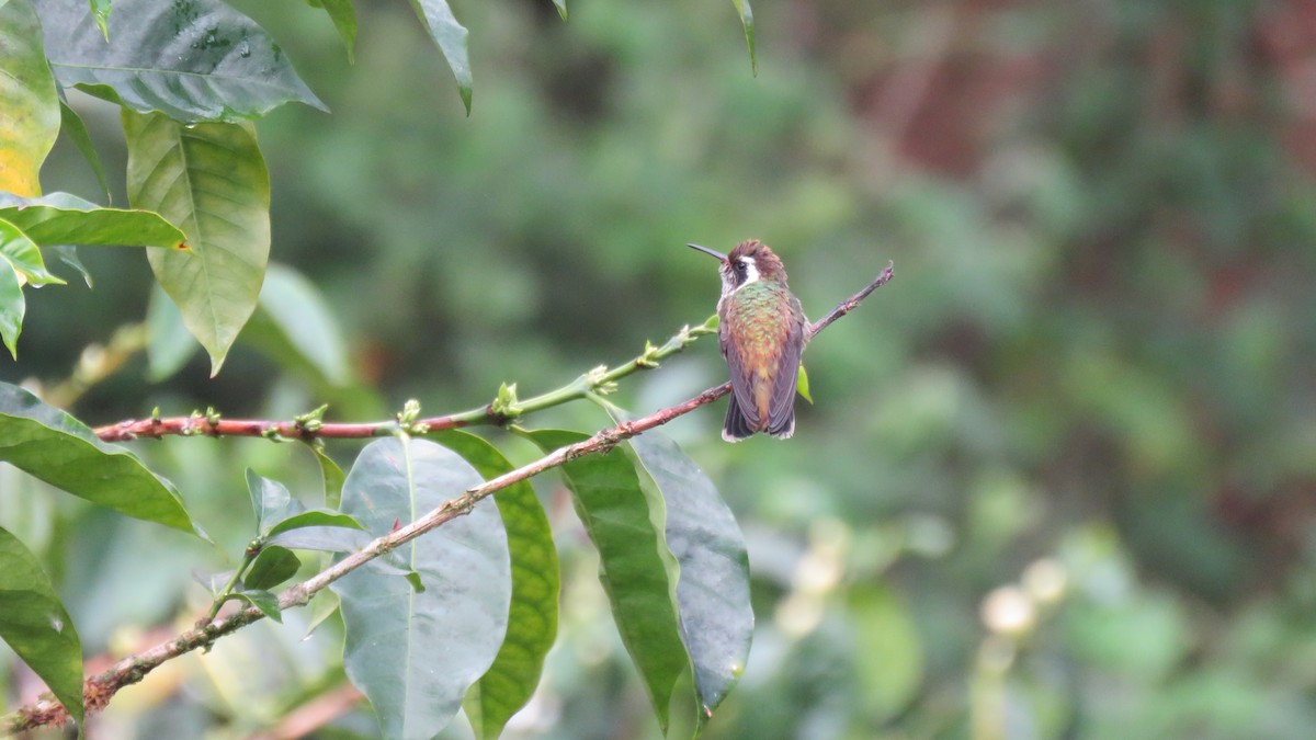 White-eared Hummingbird - ML584323291