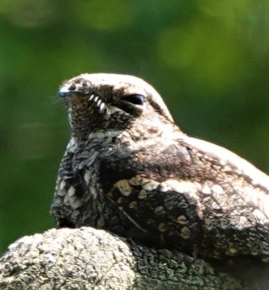 Eurasian Nightjar - ML584324741