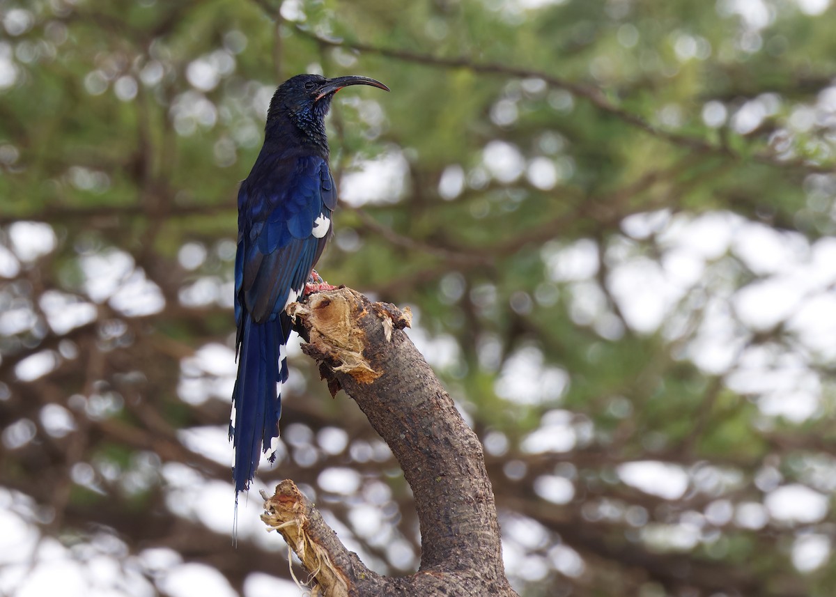 Black-billed Woodhoopoe - Ayuwat Jearwattanakanok