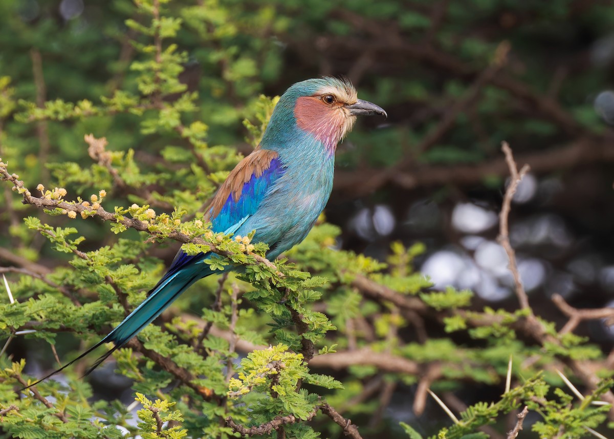 Lilac-breasted Roller (Blue-breasted) - Ayuwat Jearwattanakanok