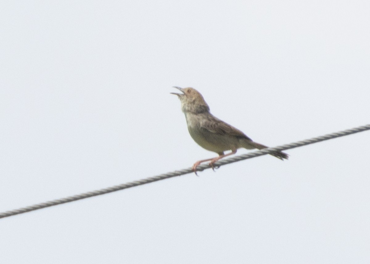 Boran Cisticola - Ayuwat Jearwattanakanok