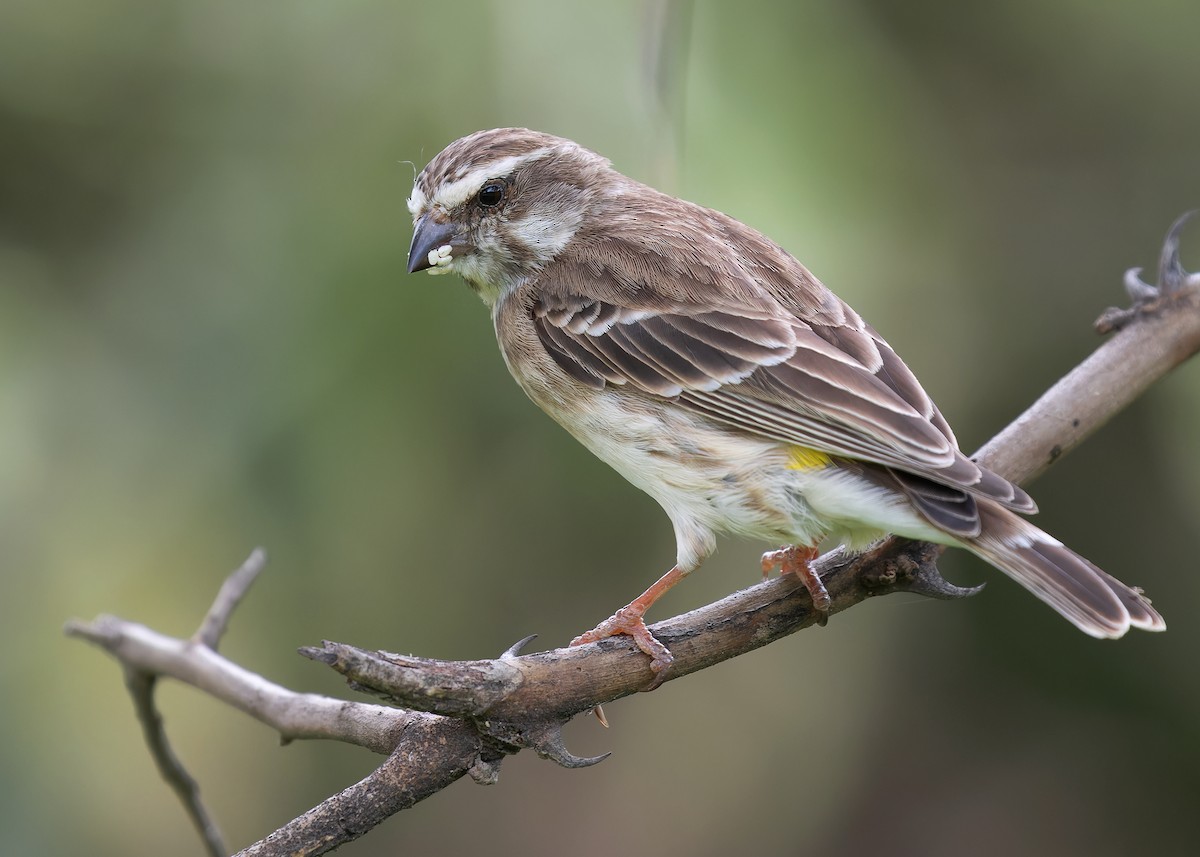 Reichenow's Seedeater - Ayuwat Jearwattanakanok