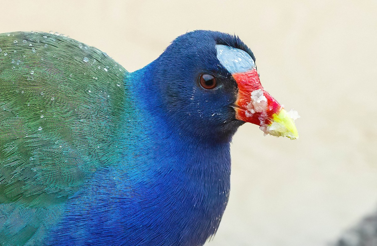 Purple Gallinule - ML584328361