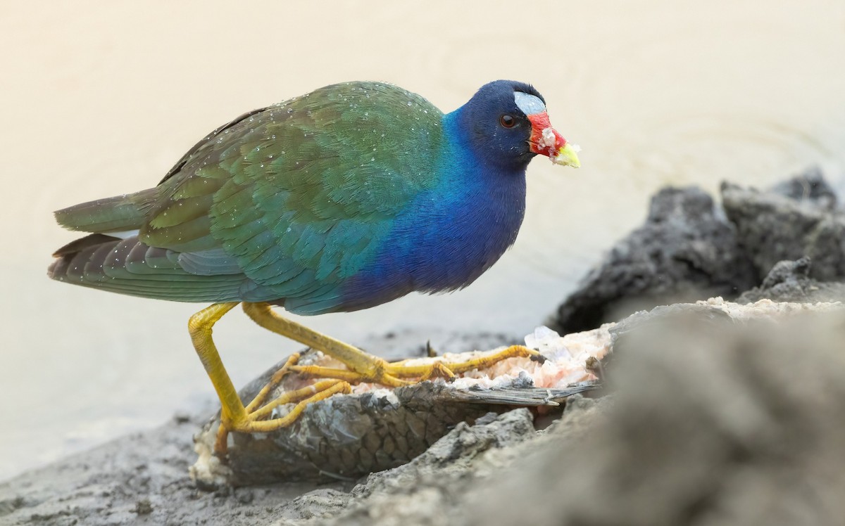 Purple Gallinule - Aidan Rominger