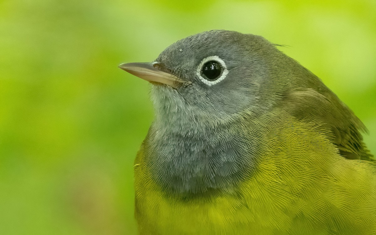 Connecticut Warbler - Aidan Rominger