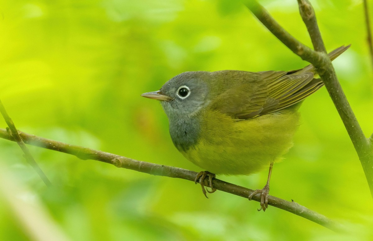 Connecticut Warbler - Aidan Rominger