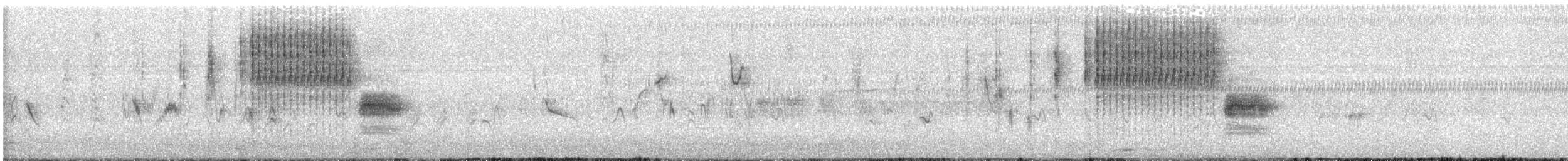 Grass Wren (Northern) - ML584330601