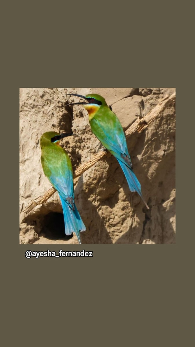 Blue-tailed Bee-eater - ML584332051