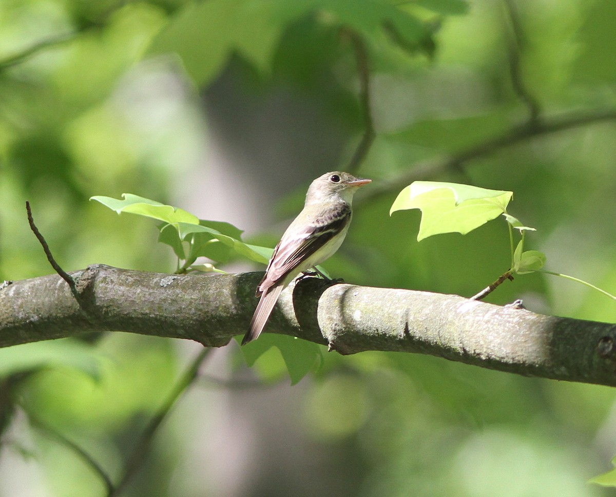 Acadian Flycatcher - ML58433221