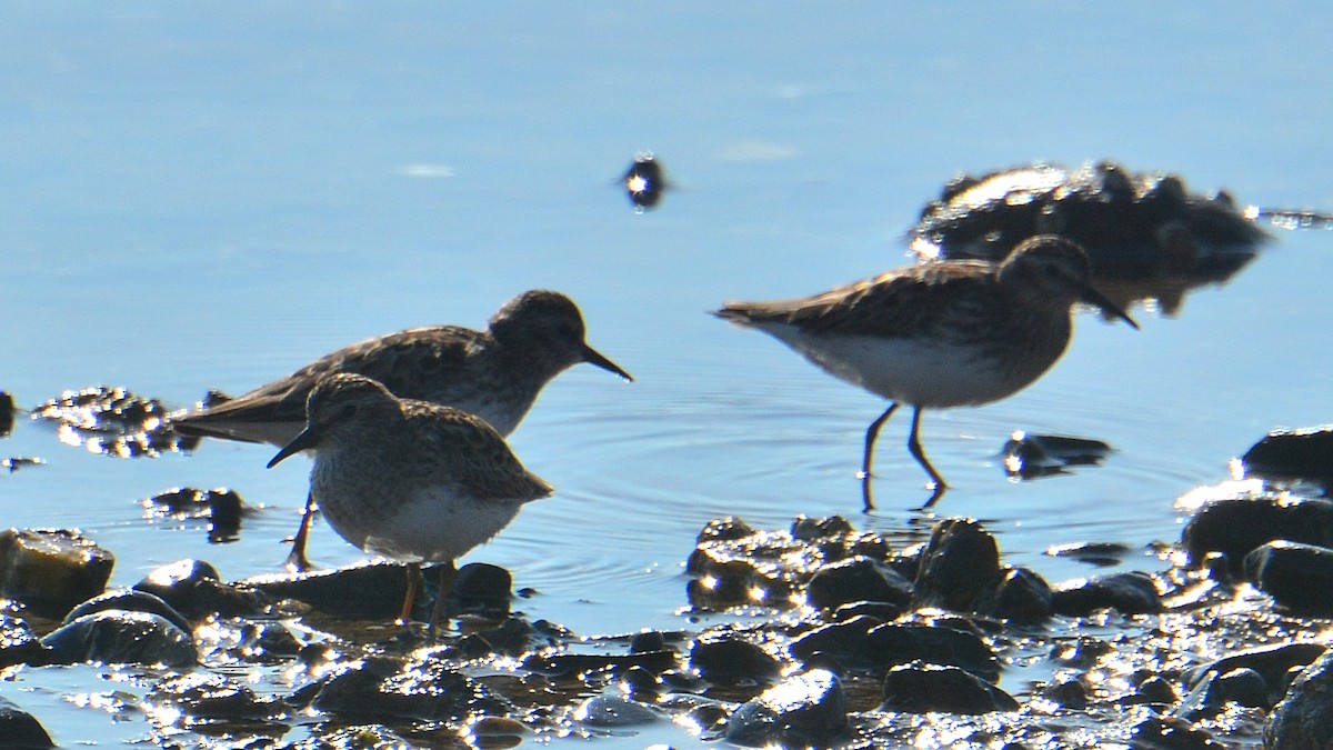 Wiesenstrandläufer - ML58433231